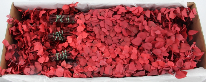 <h4>PF EUC STUART RED BS 150GR</h4>