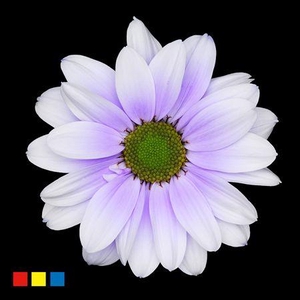Chr T Kennedy Pastel Lilac