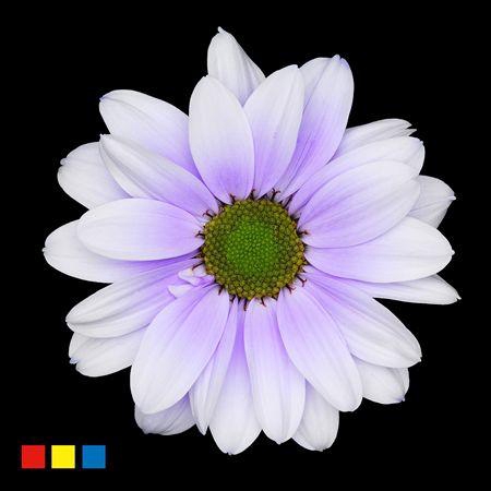 <h4>Chr T Kennedy Pastel Lilac</h4>