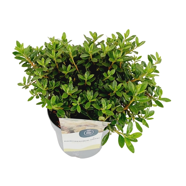 <h4>Rhododendron 30-40 /4 liter 'Princess Anne' dwerg</h4>