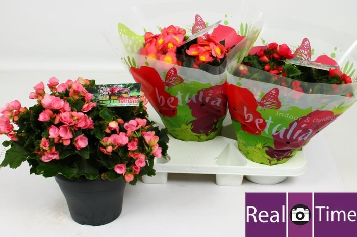 <h4>BEG EN BETULIA GEM</h4>