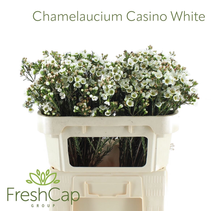 <h4>Chamelaucium Casino White</h4>