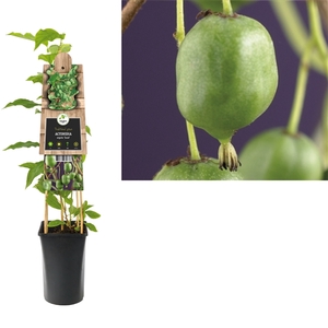 Actinidia arguta 'Issai' +3.0 label