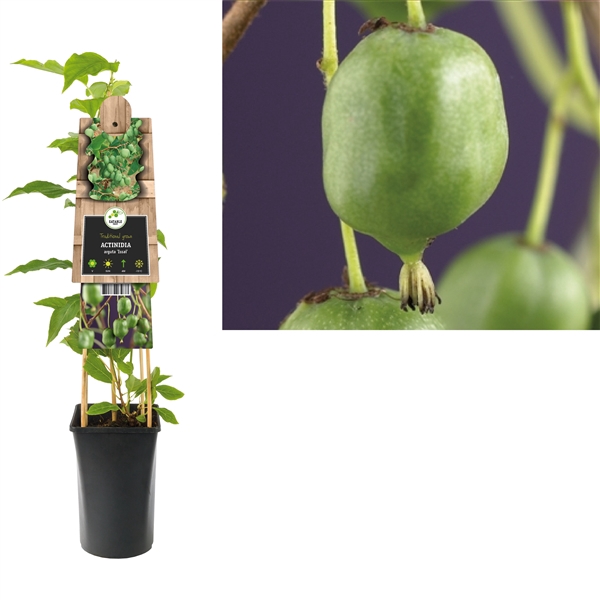 <h4>Actinidia arguta 'Issai' +3.0 label</h4>