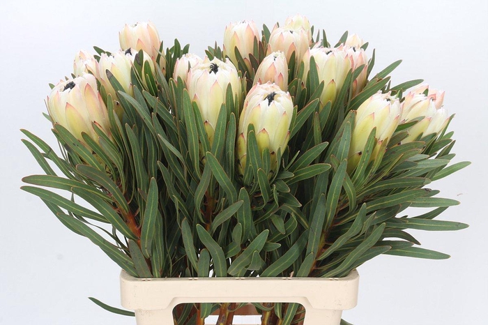 <h4>Protea White Night</h4>