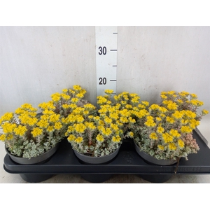 Sedum spathulifolium 'Cape Blanco'