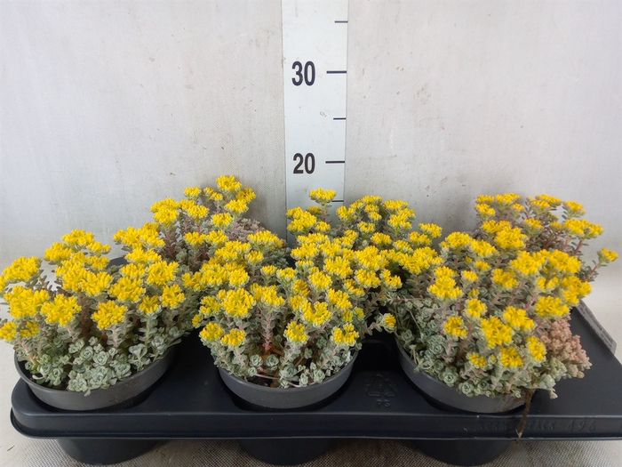 <h4>Sedum spathulifolium 'Cape Blanco'</h4>