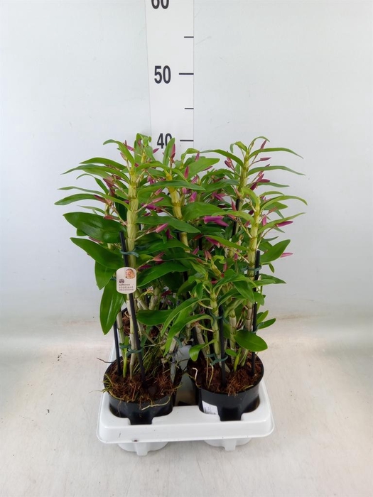 <h4>Dendrobium   ...</h4>