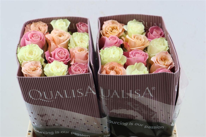 <h4>R Gr Rainbow Chic</h4>