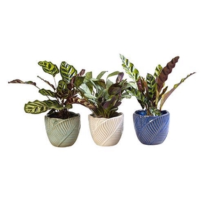 CALATHEA MIX P10,5 L 65941