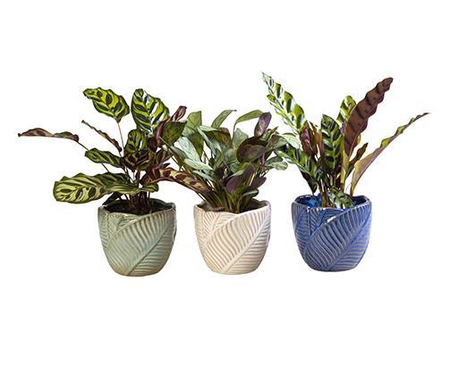 <h4>CALATHEA MIX P10,5 L 65941</h4>