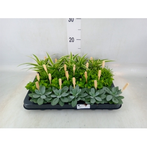Planten  ..mix