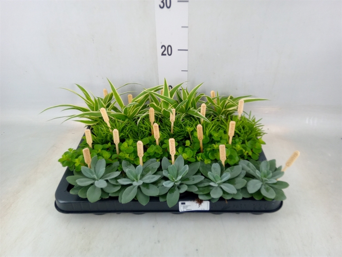 <h4>Planten  ..mix</h4>