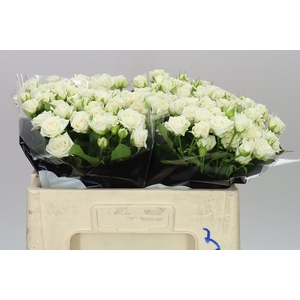 Rosa Tr Josephine