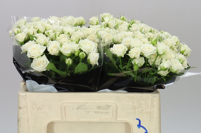 <h4>Rosa Tr Josephine</h4>