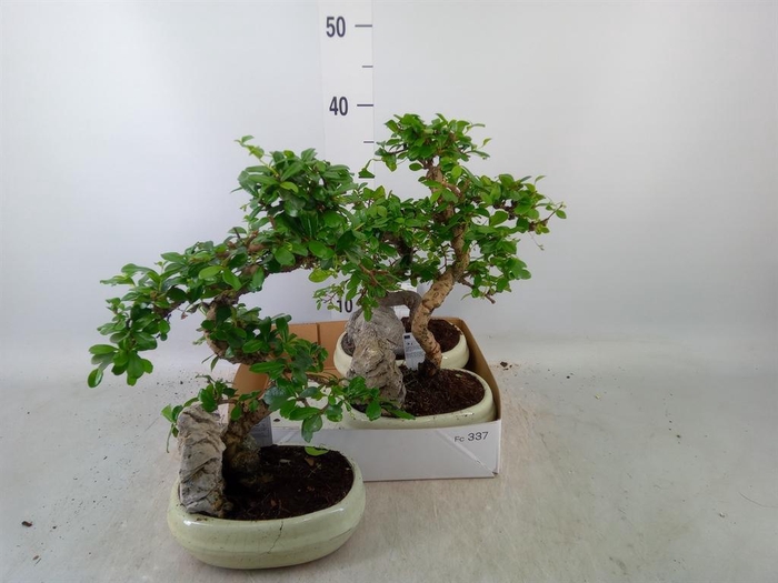 <h4>Bonsai ...mix</h4>