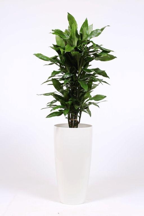 <h4>Dracaena Janet Lind in Santorini pot "wit"</h4>