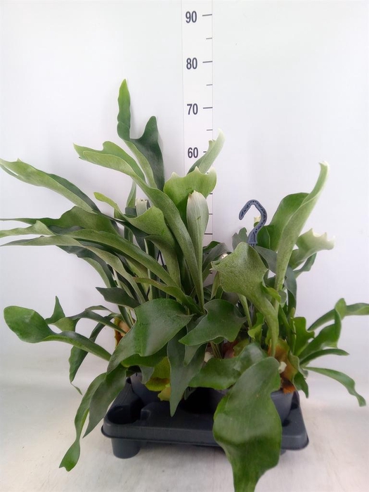 <h4>Platycerium bifurc.</h4>