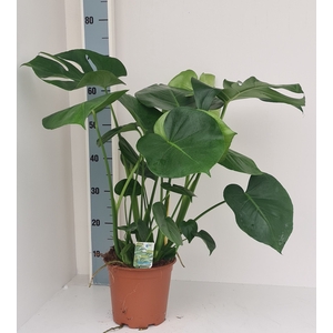 MONSTERA DELICIOSA