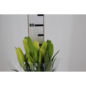LIRIO ASOPUS 080 CM HT 2/3 FLS