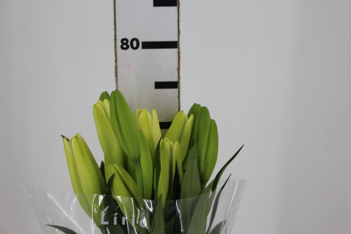 <h4>LIRIO ASOPUS 080 CM HT 2/3 FLS</h4>