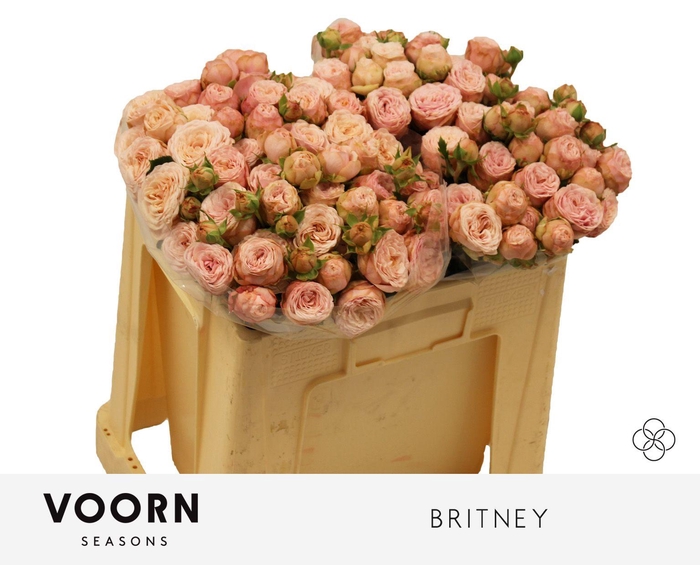 <h4>R TR BRITNEY</h4>