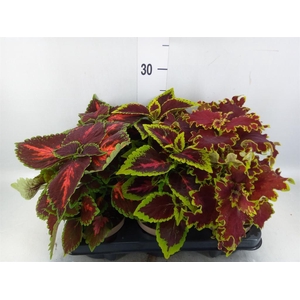 Plectranthus col.   ...mix