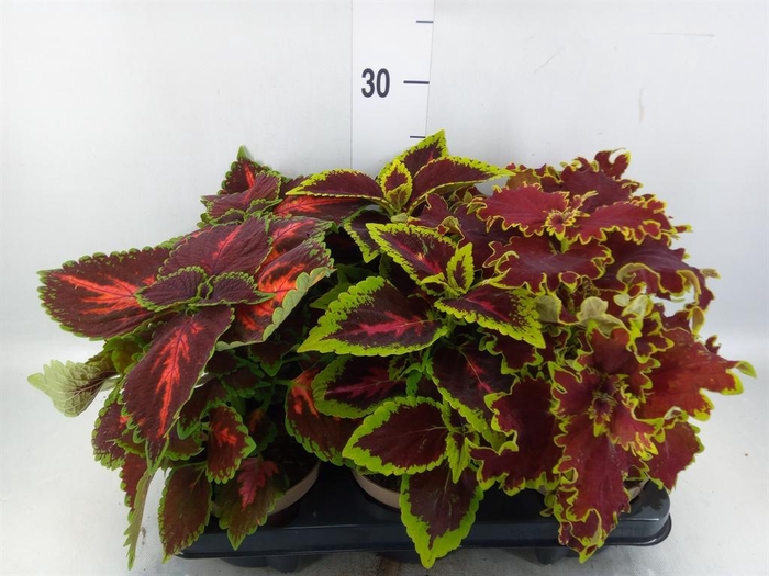 <h4>Plectranthus col.   ...mix</h4>