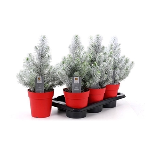 PINUS SILVER CREST