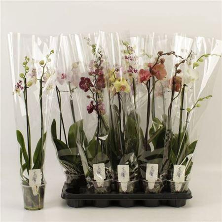 <h4>** Phal Gem 6 Kl 2 Branches 16+ * Spring Deal *</h4>
