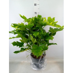 Philodendron bipinn. 'Little Hope'