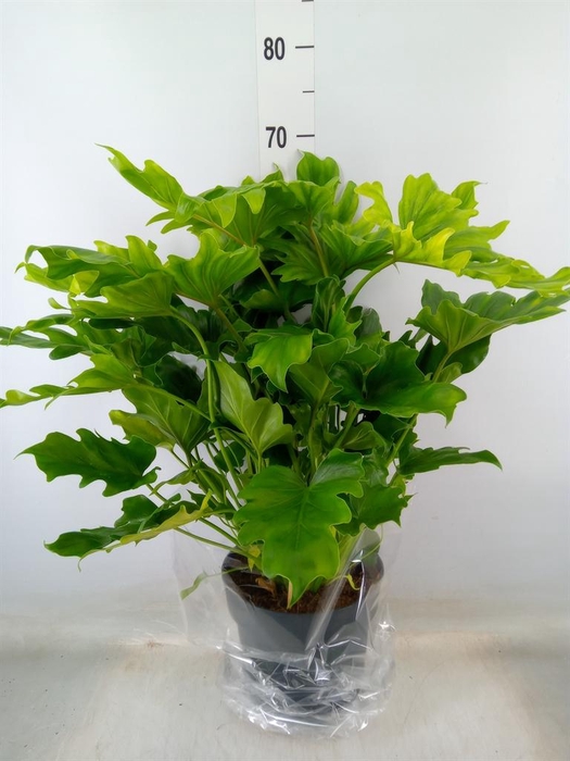 <h4>Philodendron bipinn. 'Little Hope'</h4>