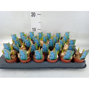 Muscari  'Magic Blue'