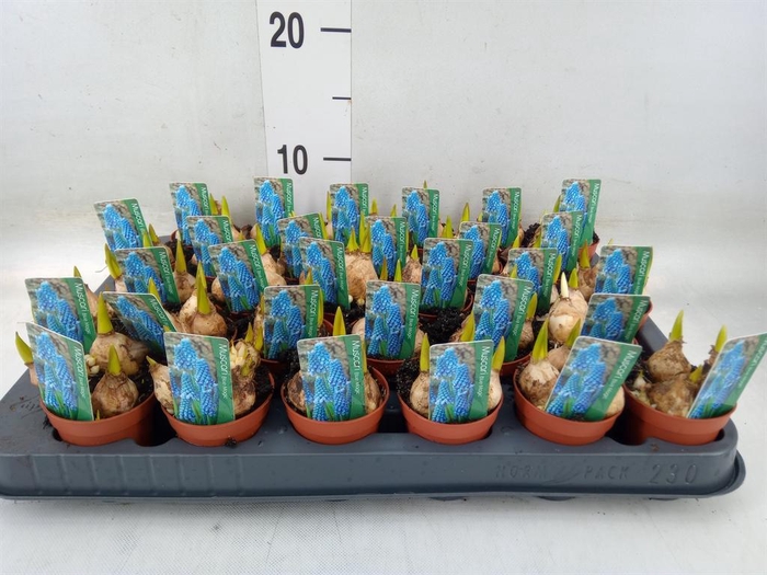 <h4>Muscari  'Magic Blue'</h4>