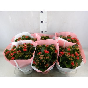 Kalanchoe  'RoseFlow Noelle'