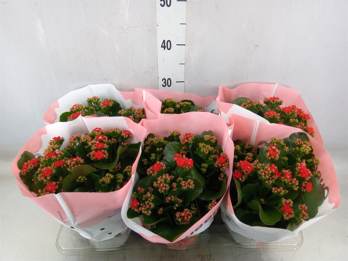 <h4>Kalanchoe  'RoseFlow Noelle'</h4>