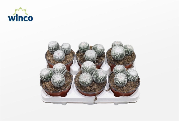 <h4>Mammillaria Microthele Superfina (group)</h4>