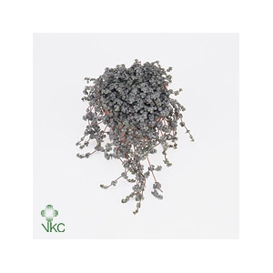 PILEA GLAUC GREYZY