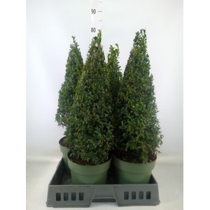 Buxus semp.   ...