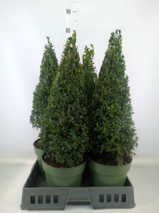 <h4>Buxus semp.   ...</h4>