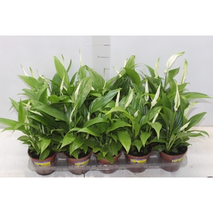 SPATHIPHYLLUM P11 MIN 5 HT COM FLOR