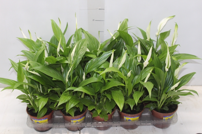 <h4>SPATHIPHYLLUM P11 MIN 5 HT COM FLOR</h4>