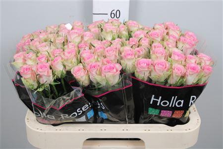 <h4>R Gr Lovely Jewel</h4>