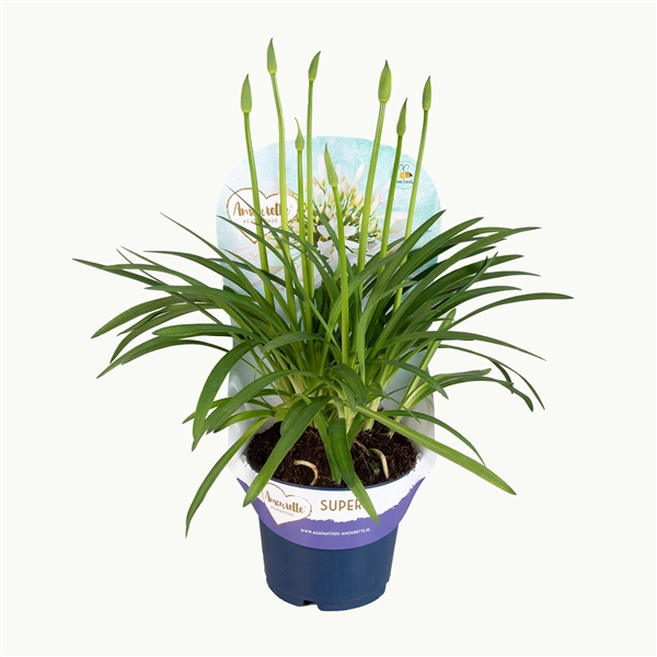 <h4>Agapanthus Amourette Superb White met potcover, 6+ tak</h4>