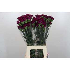 Dianthus St Yukari Violet