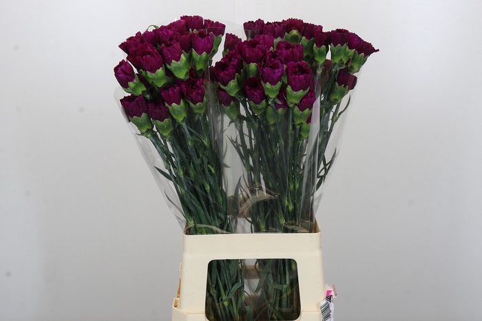 <h4>Dianthus St Yukari Violet</h4>