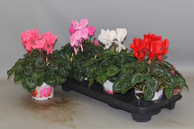 <h4>CYCL GR SUP XL</h4>