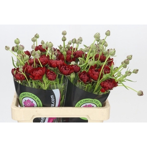 Ranunculus Natura Moderna Energia