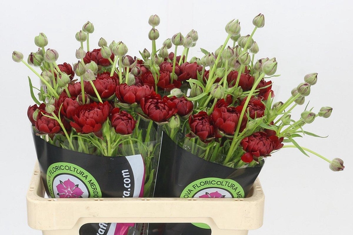 Ranunculus Natura Moderna Energia