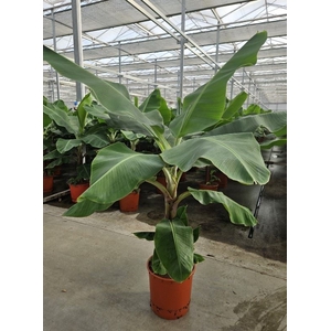 Musa Dwarf Cavendish